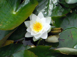 睡蓮/Water lily
